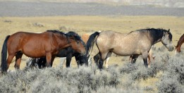 Mustangs