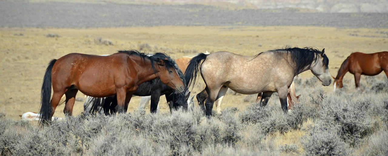 Mustangs