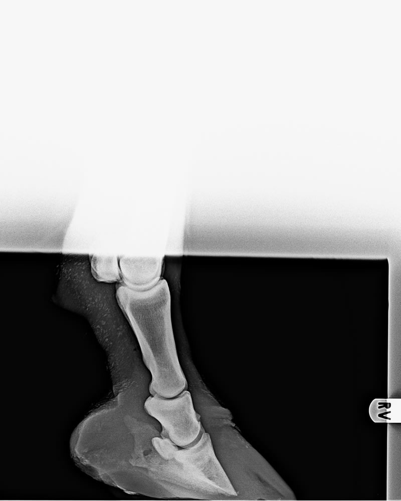 Hufrehe Röntgenbild Beispiel 2