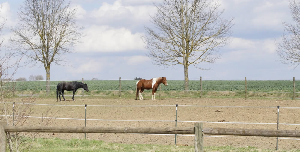 Paddock Trail